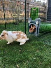 Un plaisir sans fin pour nos lapins et cochons d'inde ! 