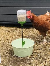 Blanche, une ancienne poule de la batterie, profite de son jouet à picorer.