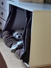 Chien dormant dans Fido Nook meubles de caisse pour chien