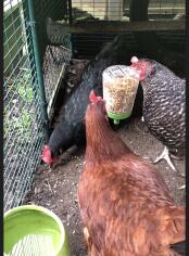 Les poulets adorent ce nouveau jouet 