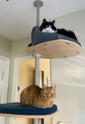 Hardy et minky (minky utilise le lit à sa façon !)