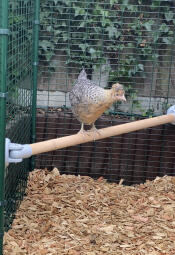 Un petit poulet Discovering le perchoir de son enclos