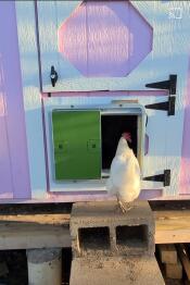 Une poule Goentrant dans son poulailler par la porte automatique verte du poulailler