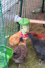 Des poulets dans un poulailler qui picorent un désespoir de friandises Caddi.