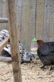 Flora et serena (marans, orpington) avec leur jouet à picorer