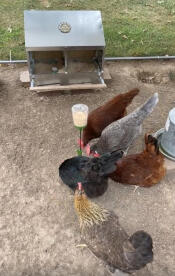 Des poules picorant des graines tombées de leur jouet à picorer.