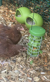 Deux poules picorant de la laitue sur leur porte-bonheur