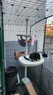 Nos deux chats dans la cour du balcon