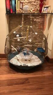 Omlet Geo cage à oiseaux avec Gocage ld et base sarcelle