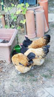 Mes poules aiment cet abreuvoir pour animaux !