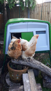 Betty et judy le jour où j'ai installé le nouveau poulailler