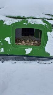 Un Eglu vert Cube dans le Snow avec des œufs pondus à l'intérieur sur de la paille