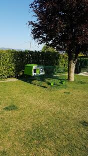 Omlet vert Eglu Cube grand poulailler et parcours dans le jardin