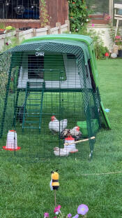 Des poulets qui se détendent dans leur poulailler et leur parcours.