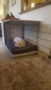 Cody adore sa nouvelle cage - il ne voulait pas en sortir !