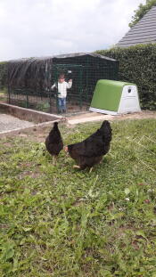 Une nouvelle race de poule ? 
