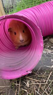 C'est du caramel ! elle adore son tunnel et y passe la plupart de son temps - sauf quand il s'agit de nourriture ?