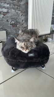 Un chat maine coon dans un lit gris foncé en forme de beignet