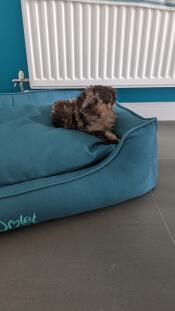 Un chiot se reposant dans le lit ombragé du nid d'épicéa.