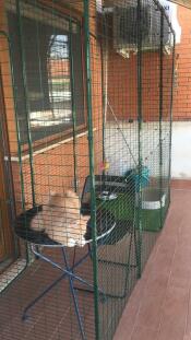 Chat dans Omlet chat balcon run