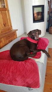 Un chien appréciant le confort de son lit et de sa couverture grise