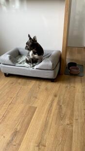 Un chien assis sur son lit gris avec traversin