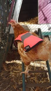 Un de nos poulets de sauvetage appréciant sa nouvelle maison !