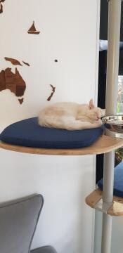 Mon mainecoon de 3 mois
