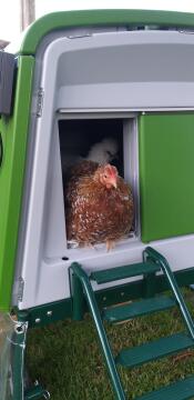 Les poules d'ornement vont se coucher. 