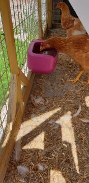 Grande taille, contient beaucoup d'eau pour mes poules