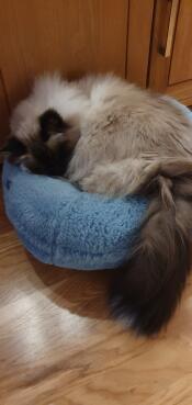 Casper se repose sur son beignet.
