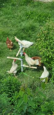 Les poules essaient d'atteindre les graines de tournesol