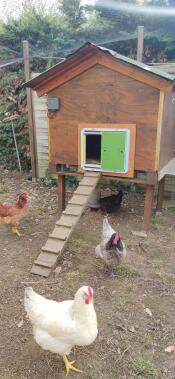 Des poules satisfaites !