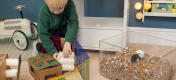 Petit garçon construisant une cabane en carton pendant que son hamster est dans le plateau de literie Qute.