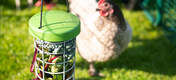 En offrant à vos poules un régime plus varié, vous constaterez des améliorations sur leur santé et leur vitalité, ainsi que sur la qualité de leurs œufs.