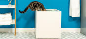Chat grimpant dans Maya litière chat meubles sauter sur