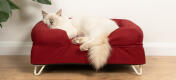 Mignon chat blanc en peluche assis sur un lit à traversin en mousse à mémoire de forme rouge merlot avec pieds en épingle à cheveux blancs