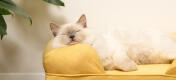 Mignon chat blanc en peluche assis sur un traversin pour chat en mousse à mémoire de forme jaune moelleux