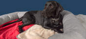 Chien couché sur une couverture pour chien rouge Omlet Lux ury soft