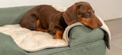 Votre chien profitera d'un repos sans égal grâce à la couverture de luxe extra douce pour chiens.