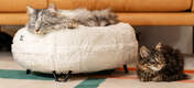 Chat se reposant sur le Luxurious soft donut cat bed in Snowball white colour with metal black hairpin designer feet