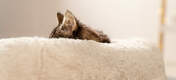 Les chats et chattons dorment 80% de la journée, ils ont donc besoin de se reposer dans un nid douillet comme le lit Maya Donut.