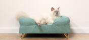 Mignon chat blanc duveteux assis sur un lit pour chat en mousse à mémoire de forme bleu sarcelle avec Gold pieds en épingle à cheveux