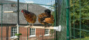 Deux poulets perchés sur Poletree système de divertissement pour poulets connecté à Omlet parc à poulets walk in