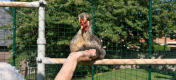 Poulet perché sur Poletree système de divertissement pour poulet alors qu'une personne lui tend la main