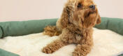Votre chien profitera d’un repos de rêve pour des années à venir grâce au confort offert par le lit Bolster.