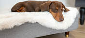 Choisissez parmi notre gamme de pieds de lit pour surélever le lit de votre chien pour une touche d’élégance qui conviendra à votre décor.