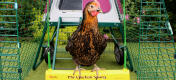 Une poule assise sur sa balançoire dans l'enclos du poulailler Eglu Go