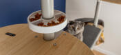 Chat regardant Freestyle arbre à chat du sol au plafond bol à friandises