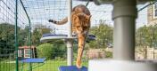 Chat descendant le long du Freestyle arbre à chat extérieur dans un catio dans le jardin